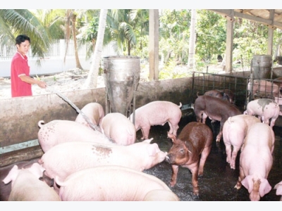 Ministry wants enterprises to share hardships with pig farmers