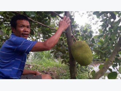 Vườn mít Thái tiền tỷ toàn quả khổng lồ giữa cánh đồng Đít Đó
