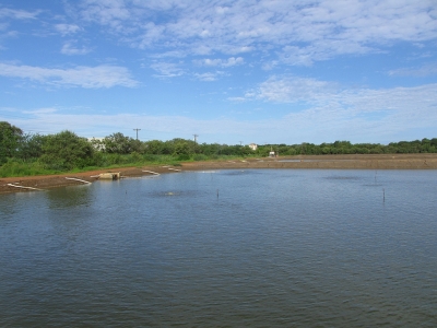 Phytoplankton in aquaculture ponds: Friend or foe?