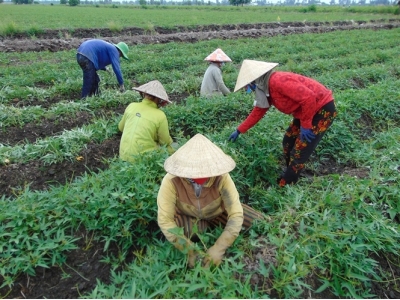 Khoai lang trên đất lúa lãi khá