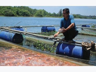 Quảng Nam: Độc đáo nuôi cá bằng phương pháp dân gian