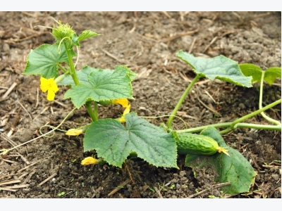 How To Prolong Fructification of Cucumbers!