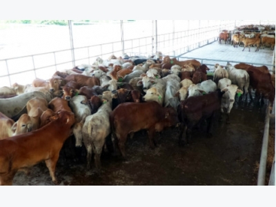 Local business imports nearly 1,800 Australian cows