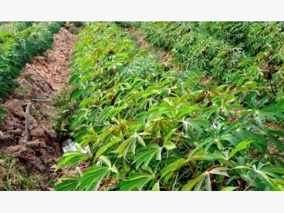 Cassava Farming Information Guide