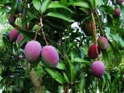 Việt Nam exports 3-coloured mangos to Oz