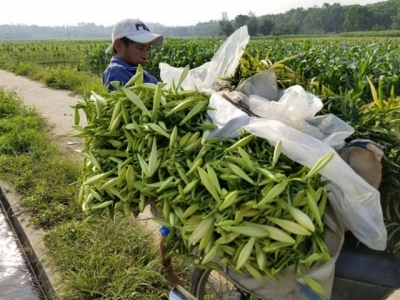 Trồng hoa loa kèn thu nhập cao ở Thừa Thiên – Huế