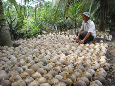 Trồng giống dừa thấp, thu lãi cao