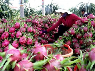 Tropical delicacy: Vietnamese agricultural products rack in big cash at global markets