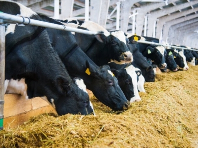 Danish team show benefits of barley substitution with glycerol in dairy feed