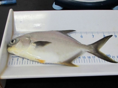 Evaluating dietary fish oil replacement in juvenile Florida pompano