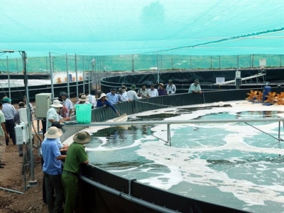 Trà Vinh to expand super-intensive shrimp farming
