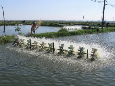 Cách tăng giãm độ pH trong nước ao nuôi trồng thủy sản