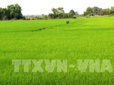 Hau Giang uses more RoK biological products in cultivation