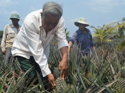 Nghị lực của ông chủ trang trại với biệt danh tỷ phú khóm đất phèn