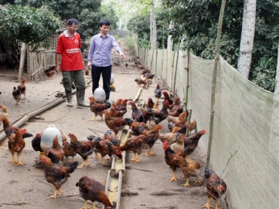 Yen The develops hill chicken under value chain