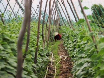 Farmers doing clean agriculture