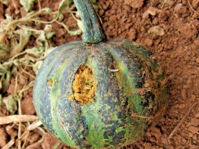 Strategies for pumpkin fly control