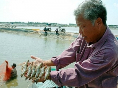 Bí quyết nuôi tôm sú, thu tiền tỷ của lão nông Đồng Tháp