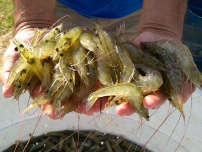 Brazilian shrimp farmers eye new horizons