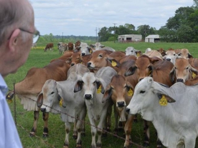 Prenatal stress may alter cattle behavior