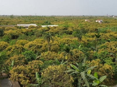 Vietnam gearing up for upcoming lychee and longan harvests