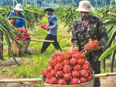 Air freight costs stymie fruit exports