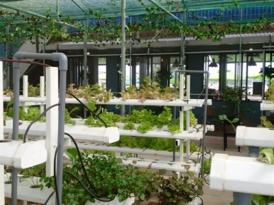 Độc đáo mô hình trồng rau thủy canh kết hơp cà phê quán ở Quảng Nam