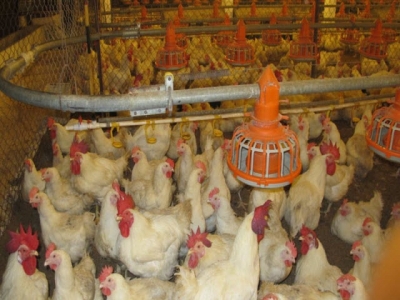 Salmonella biofilms resist disinfectants in poultry processing
