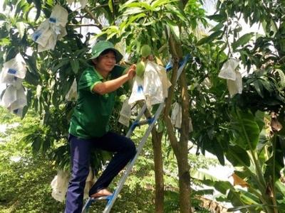 Đồng Tháp to up exports of mangoes by focusing on quality, branding