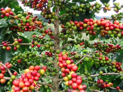 Italian coffee producers highly evaluate Vietnamese coffee beans