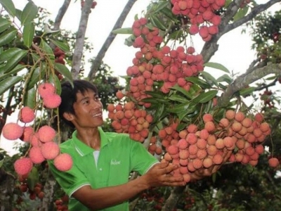 Hai Duongs first lychees of season to enter market