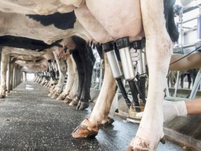 Mammary stem cells challenge costly bovine disease