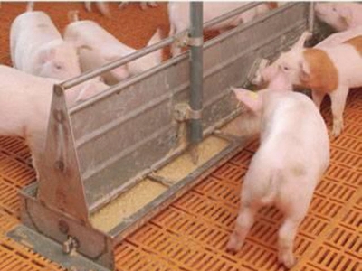 Points of concern with liquid feeding for pigs