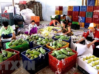 Vietnam imports 451 million USD worth of fruit, vegetable in 4 months