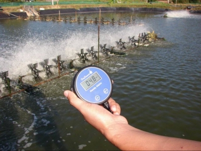 Environmental Trigger For EMS Identified In Shrimp Ponds