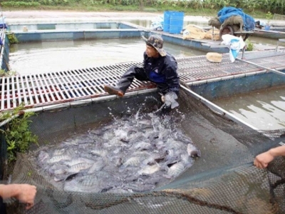 Aquaculture output picks up 6 percent in four months