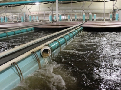 What to do with empty big box stores? Turn them into fish farms