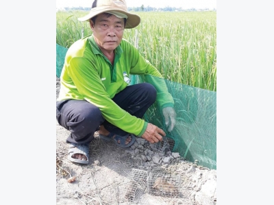 Làm bẫy chuột an toàn bảo vệ mùa màng