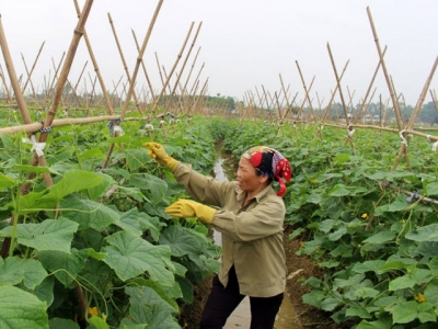 Expanding linkages to bring farm products to foreign markets