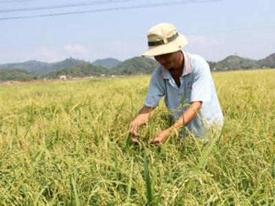 Thương lái săn mua nếp Quýt trồng trên cao nguyên Lâm Đồng