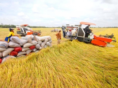 Huge potential remains for rice exports