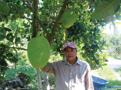 Hiệu quả từ cây mít