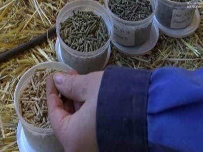 Grass protein to be tested in organic pig feed