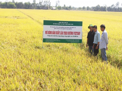 In 2019, Long An strives to complete the target of 20,000 hectares of high-tech application