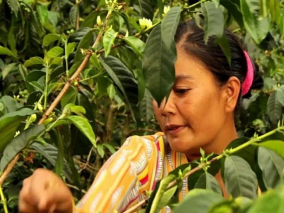 Giúp trang trại nhỏ thành trang trại thông minh