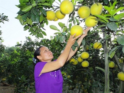 Chăm bón bưởi Diễn sau thu hoạch