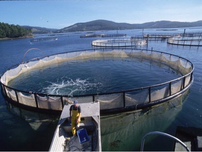 How to get ahead in aquaculture