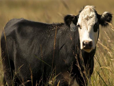 Crossbreeding may improve beef cattle efficiency in grazing systems