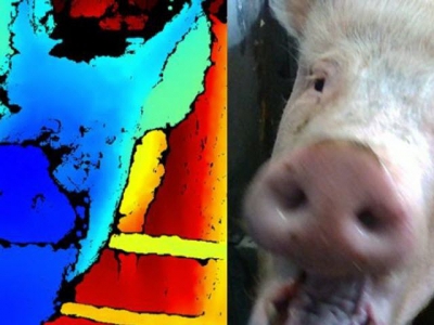 Facial recognition technology aims to detect emotional state of swine