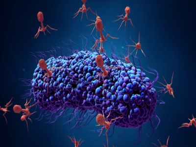 Coating bacteriophage may boost stability, use as antibiotic alternative in aquafeed